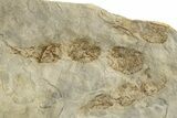 Dinosaur (Grallator) Track - Negative Impression #293108-1